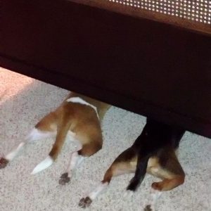 dogs-who-suck-Hide-and-Seek-under-sofa
