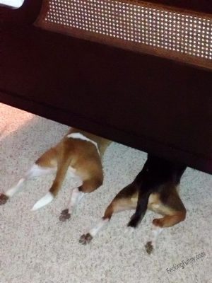 Dogs who are suck at hide and seek game: hiding head under sofa