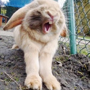 Angry rabbit