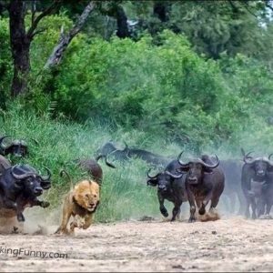 angry-bulls-chasing-lion