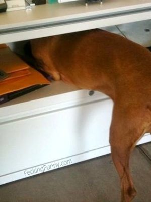 Dog playing hide and seek