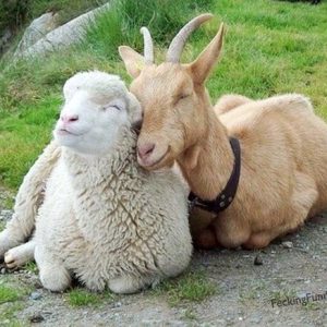 Goat and sheep: unlikely relationship