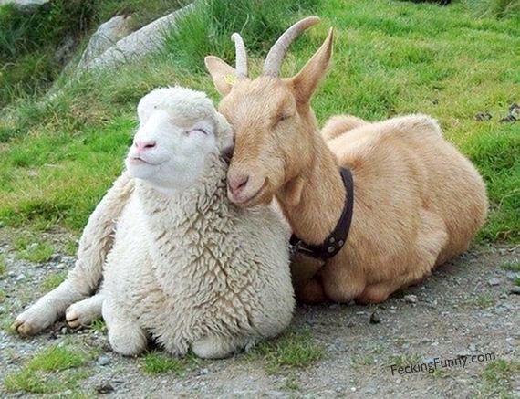 Goat and sheep: unlikely relationship