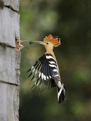 Feeding baby bird