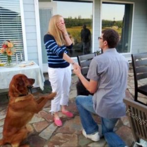 Dog proposing marriage