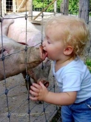 Wet kissing with a pig