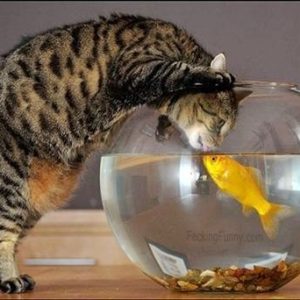 cat-and-fish