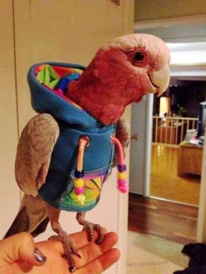 Dressed parrot