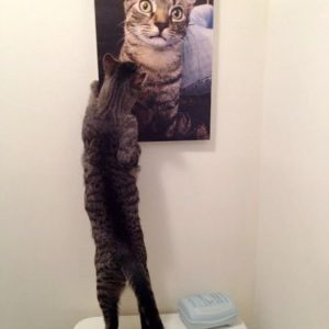 funny-cat-looking-at-photo
