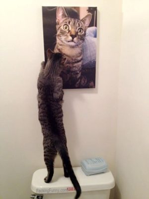 Funny cat looking at photo of a cat