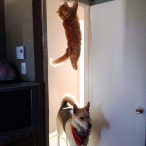 funny-dog-and-cat-hide-and-seek