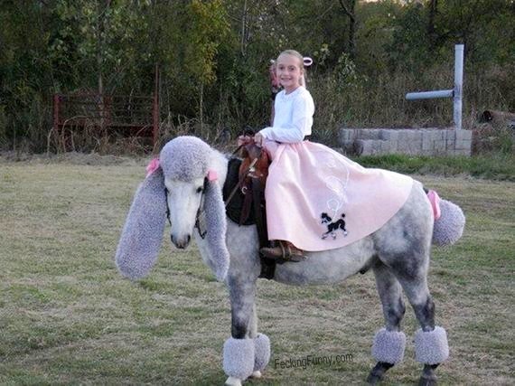 funny-goat-riding