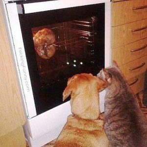 dog-cat-watching-oven
