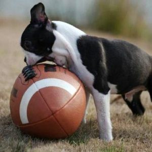 dog-fucking-football