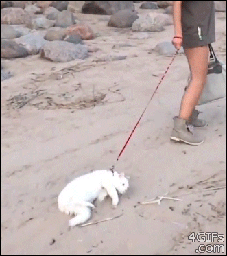 Who should stay away from the beach?  Woman with a lazy cat